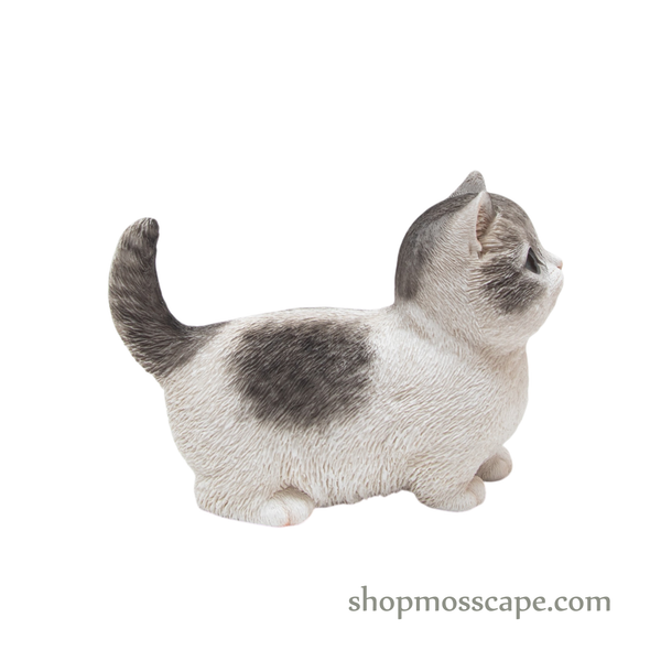Looking Up Munchkin Cat