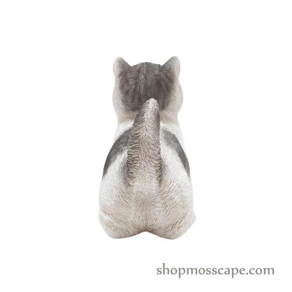 Looking Up Munchkin Cat