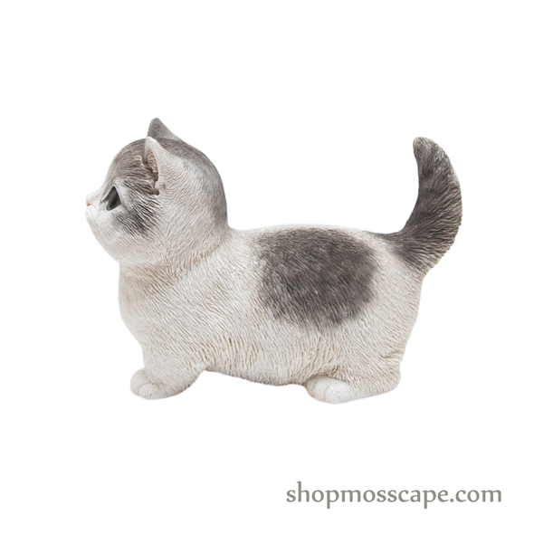 Looking Up Munchkin Cat
