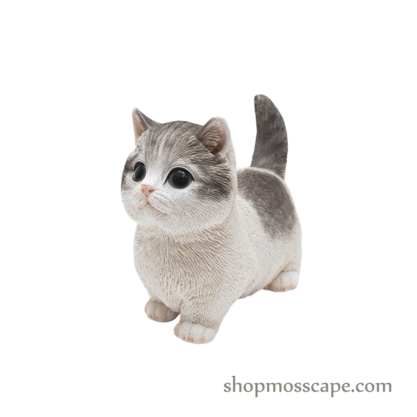 Looking Up Munchkin Cat