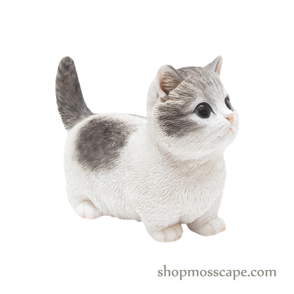 Looking Up Munchkin Cat