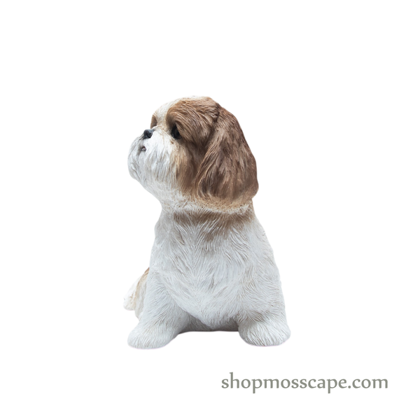 Looking Up Shih Tzu