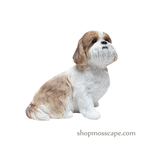 Looking Up Shih Tzu