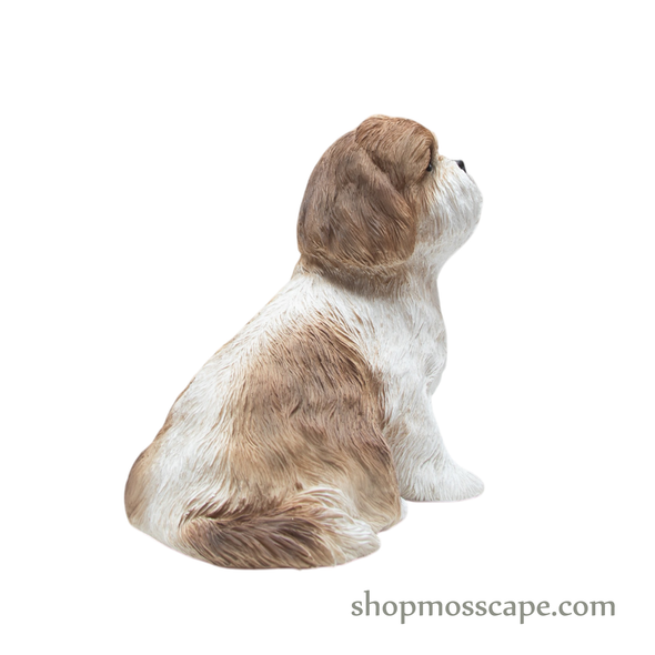 Looking Up Shih Tzu