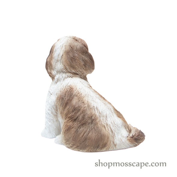 Looking Up Shih Tzu