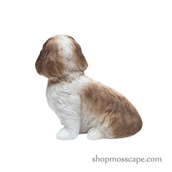 Looking Up Shih Tzu