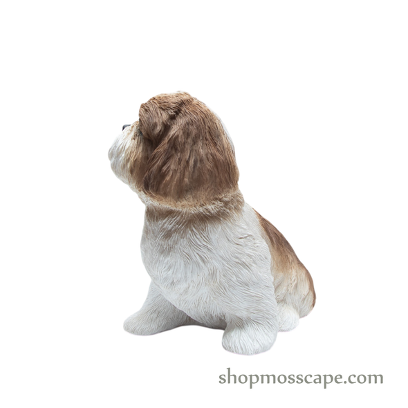 Looking Up Shih Tzu
