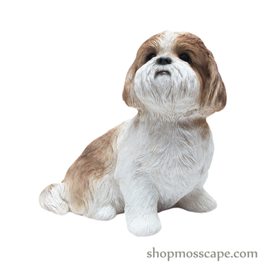 Looking Up Shih Tzu