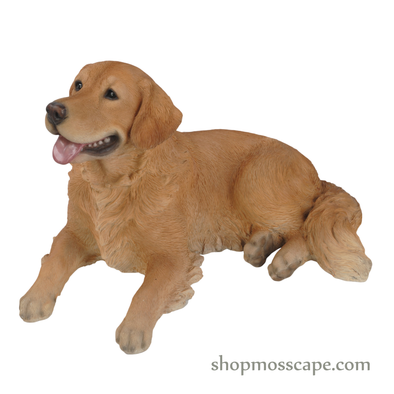Lying Golden Retriever