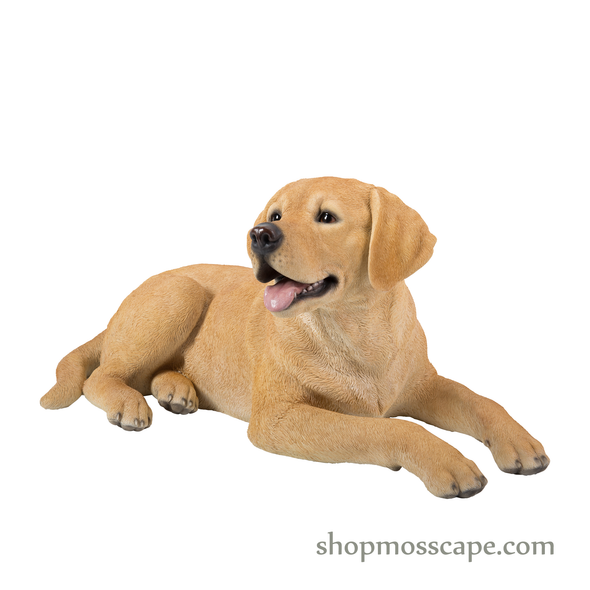 Lying Labrador Retriever