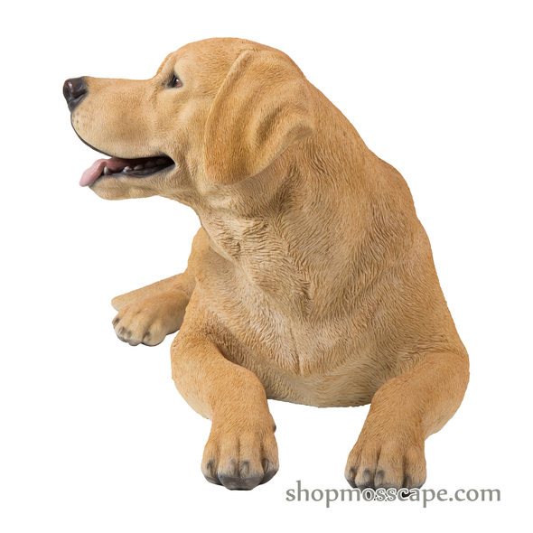 Lying Labrador Retriever