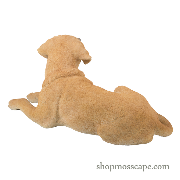 Lying Labrador Retriever