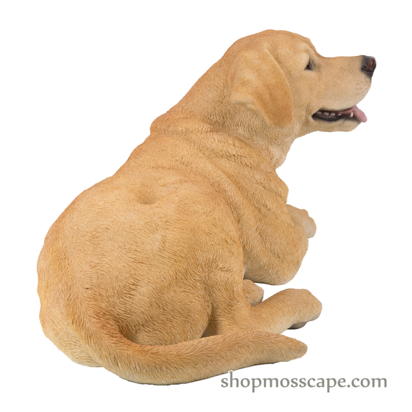 Lying Labrador Retriever
