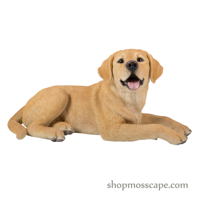 Lying Labrador Retriever