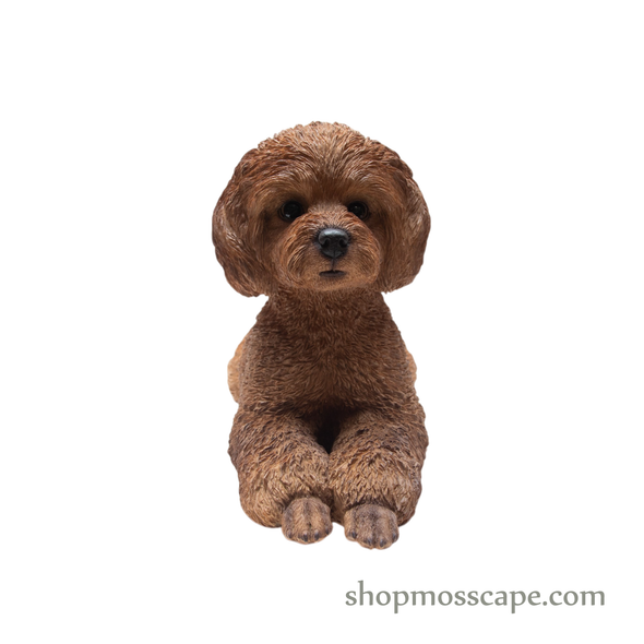 Lying Poodle