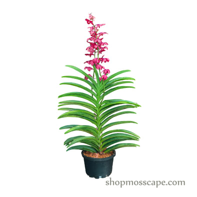 Mokara Orchid