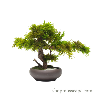 Preserved Tree Moss | PP (5802 w/ TM)