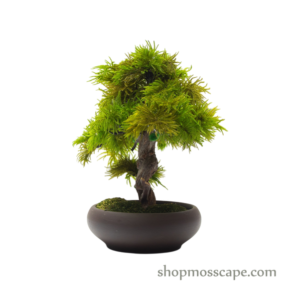 Preserved Tree Moss | PP (5802 w/ TM)