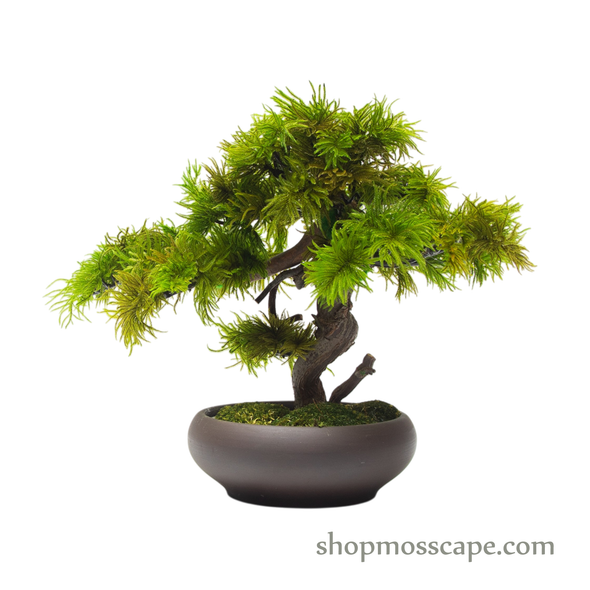 Preserved Tree Moss | PP (5802 w/ TM)
