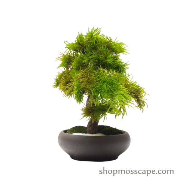 Preserved Tree Moss | PP (5802 w/ TM)