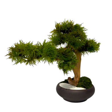 bonsai studios SPECIAL EVENT: Bonsai Workshop  Create Your Own Miniature Tree