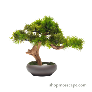 Preserved Tree Moss | PP (5801 w/ TM)