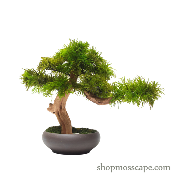 Preserved Tree Moss | PP (5801 w/ TM)
