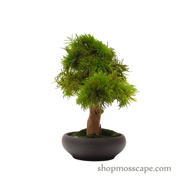Preserved Tree Moss | PP (5801 w/ TM)