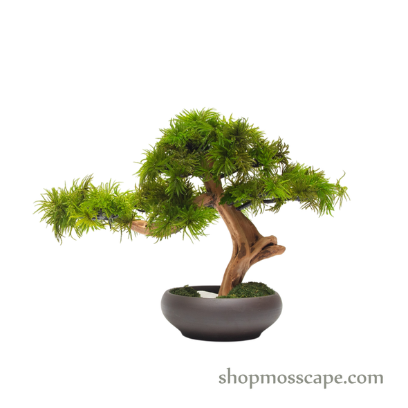 Preserved Tree Moss | PP (5801 w/ TM)