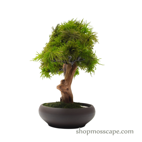 Preserved Tree Moss | PP (5801 w/ TM)
