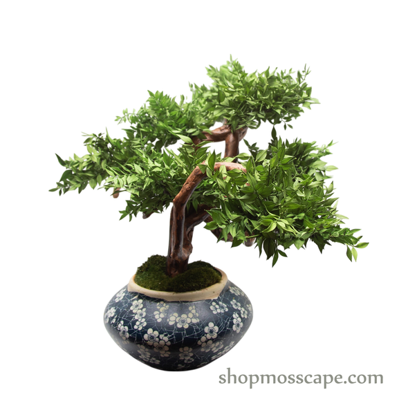 Preserved Ruscus | PP (7801 R)