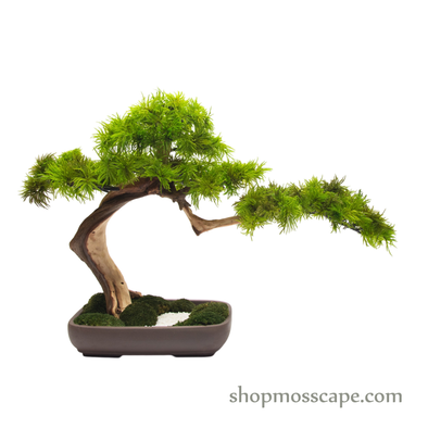 Preserved Tree Moss | PP (9801 w/ TM)