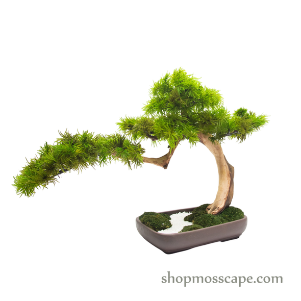 Preserved Tree Moss | PP (9801 w/ TM)