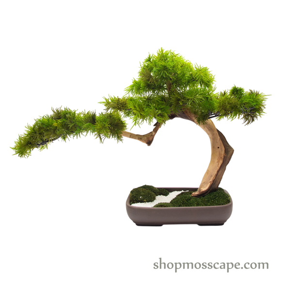 Preserved Tree Moss | PP (9801 w/ TM)