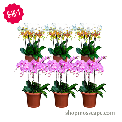 Phalaenopsis 6-in-1