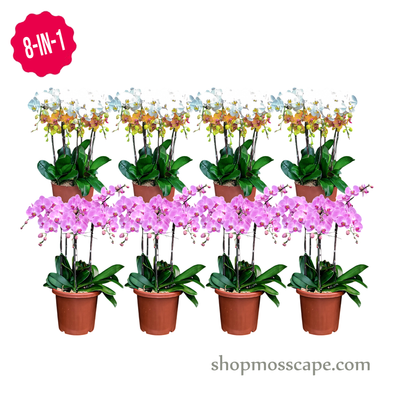 Phalaenopsis 8-in-1