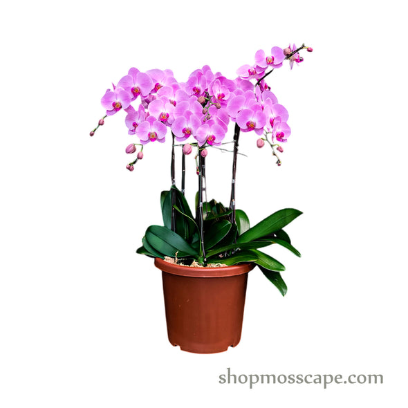 Phalaenopsis 8-in-1