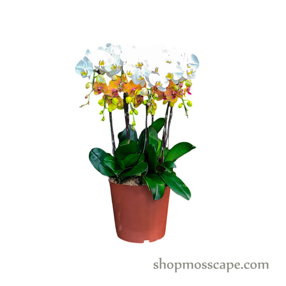 Phalaenopsis 8-in-1