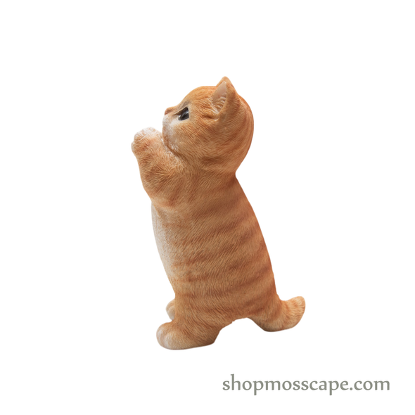 Praying Chubby Cat