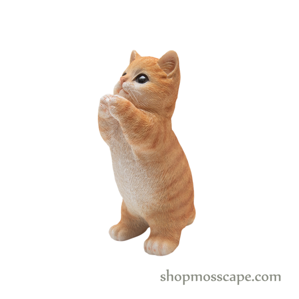 Praying Chubby Cat