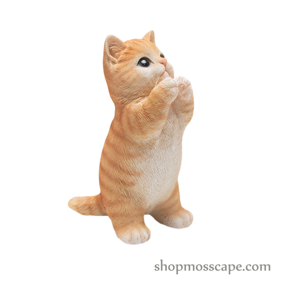 Praying Chubby Cat