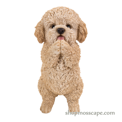 Praying Poodle Puppy