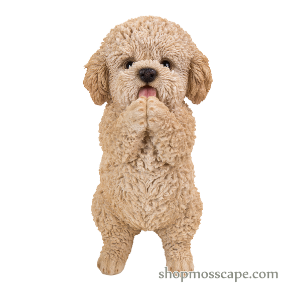 Praying Poodle Puppy