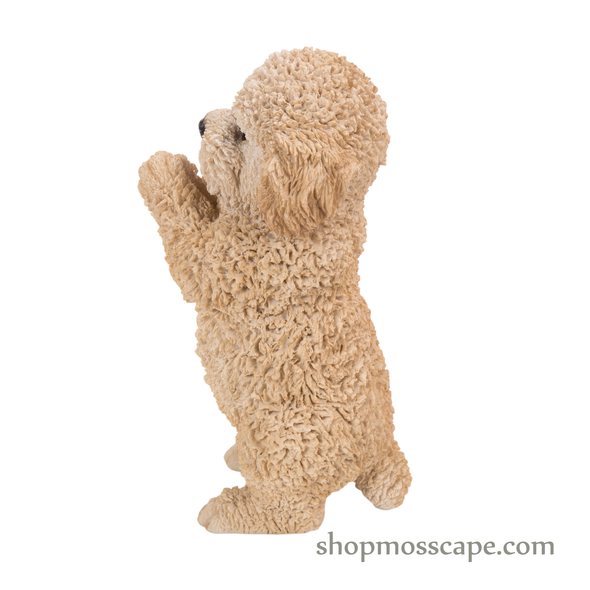 Praying Poodle Puppy