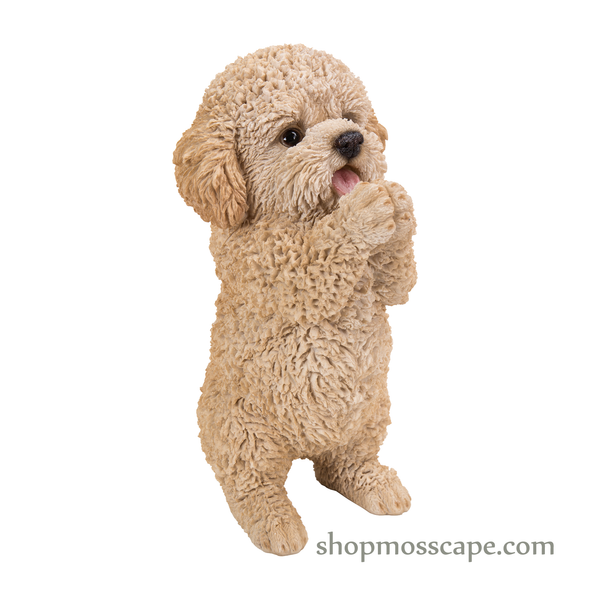 Praying Poodle Puppy