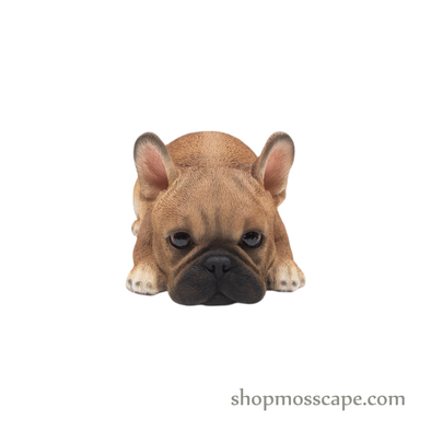 Prone French Bulldog Puppy