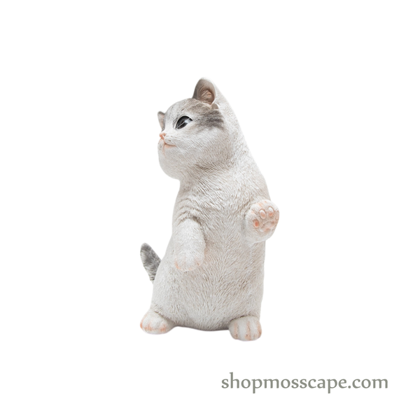 Raising Paw Munchkin Cat