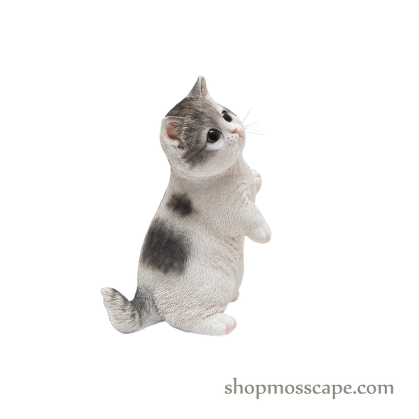 Raising Paw Munchkin Cat