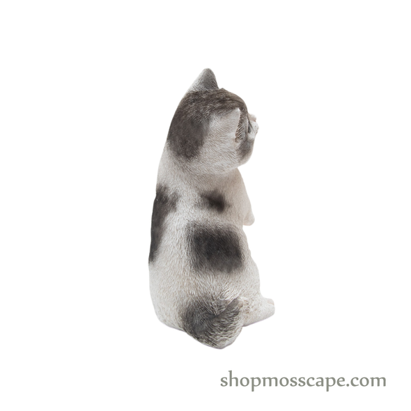 Raising Paw Munchkin Cat