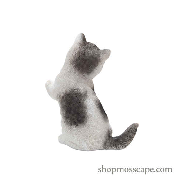 Raising Paw Munchkin Cat